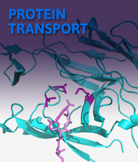 protein transport